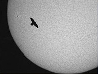 Raven (and Solar Activity)
